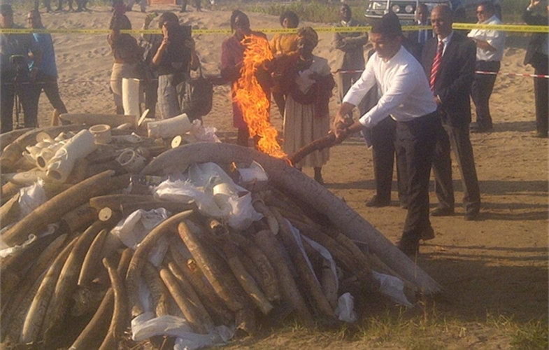 mozambique ivory burn